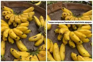 Tanpa pakai karbit, ini trik mematangkan buah pisang dalam 3 hari pakai 1 jenis daun