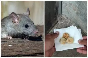 Tanpa perangkap, ini cara sederhana mengusir tikus cuma pakai 2 bahan dapur