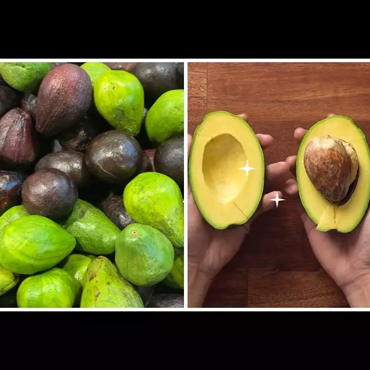 Tanpa perlu dikupas, ini cara simpel memilih alpukat matang sempurna dan teksturnya empuk