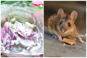 Cuma pakai 3 bahan dapur, ini cara praktis buat ramuan pengusir tikus yang alami dan ampuh