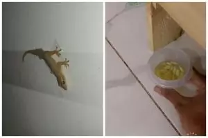 Cara wanita usir cicak ini efektif meski tanpa membuat perangkap, cuma pakai 2 bahan dapur