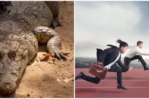 11 Arti mimpi digigit buaya menurut psikologi dan primbon Jawa, akan ada bahaya dalam pekerjaan