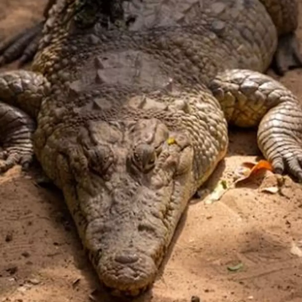 11 Arti mimpi digigit buaya menurut psikologi dan primbon Jawa, akan ada bahaya dalam pekerjaan