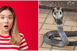 15 Arti mimpi banyak ular di rumah menurut Islam, pertanda akan datangnya banyak peringatan