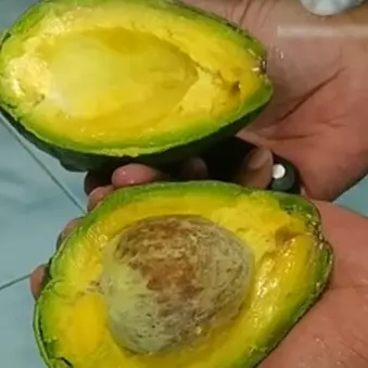 Empuk dalam 4 hari meski tak diperam beras, ini trik mematangkan alpukat pakai 1 alat sederhana
