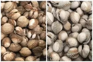 Tak perlu disikat satu per satu, ini cara praktis bersihkan kerang dara dari pasir pakai 2 bahan dapur