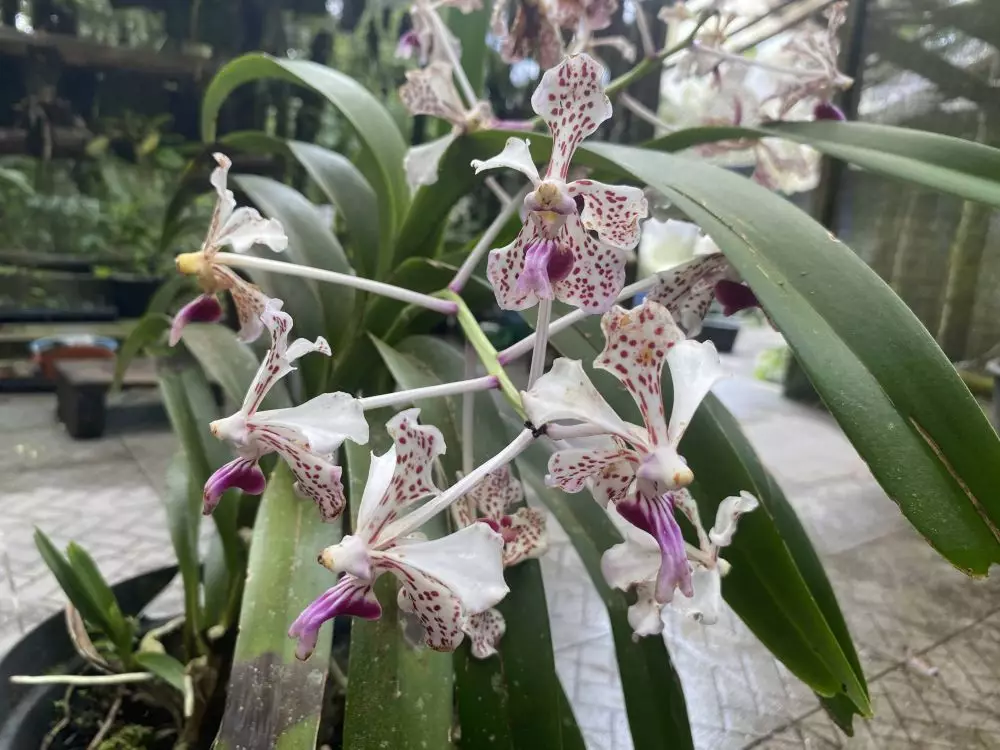 liputan anggrek merapi © 2024 brilio.net liputan anggrek merapi © 2024 brilio.net