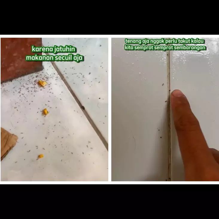 Bukan pakai kulit jeruk, ini trik ampuh mengusir sekaligus mencegah semut hanya dengan 1 bahan dapur