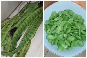 Bukan direndam minyak goreng, ini cara menyimpan petai kupas agar awet berbulan-bulan