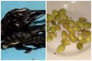 Tanpa direndam semalaman, ini trik segarkan petai layu yang kulitnya sudah hitam agar hijau lagi