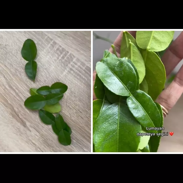 Tanpa perlu direndam air, ini cara menyimpan daun jeruk agar tetap hijau segar dan awet hingga 3 bulan
