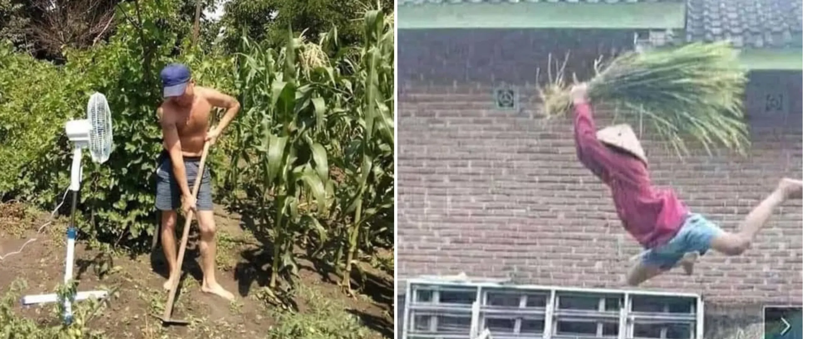45 Potret kocak cara orang berkebun ini saking absurdnya bikin ngelus dada, ada aja tingkahnya