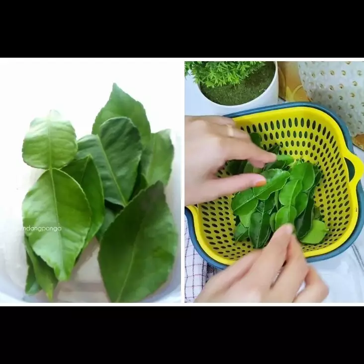 Bukan di freezer, ini trik simpan daun jeruk agar tetap hijau dan tak kering hingga 1 bulan