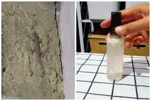 Tak perlu bikin perangkap, ini trik bikin semprotan pengusir cicak dari tambahan 2 bumbu dapur