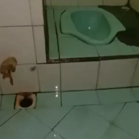 Tanpa pewangi dan kapur barus, ini trik hilangkan bau pesing di kamar mandi cukup pakai 1 bahan dapur