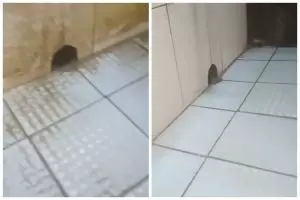 Tanpa diberi air panas, ini trik jitu hilangkan kerak keramik kamar mandi pakai tambahan 1 bahan dapur