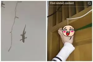 Tanpa meletakkan perangkap, ini trik agar rumah bebas cicak cuma pakai 1 bahan dapur