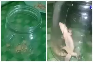 15 Cara mengusir cicak pakai alat dan bahan sederhana, mudah dan hasilnya ampuh