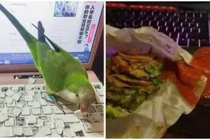 11 Momen apes keteledoran pemilik laptop ini bikin tepuk jidat, kok bisa sampai begini sih?