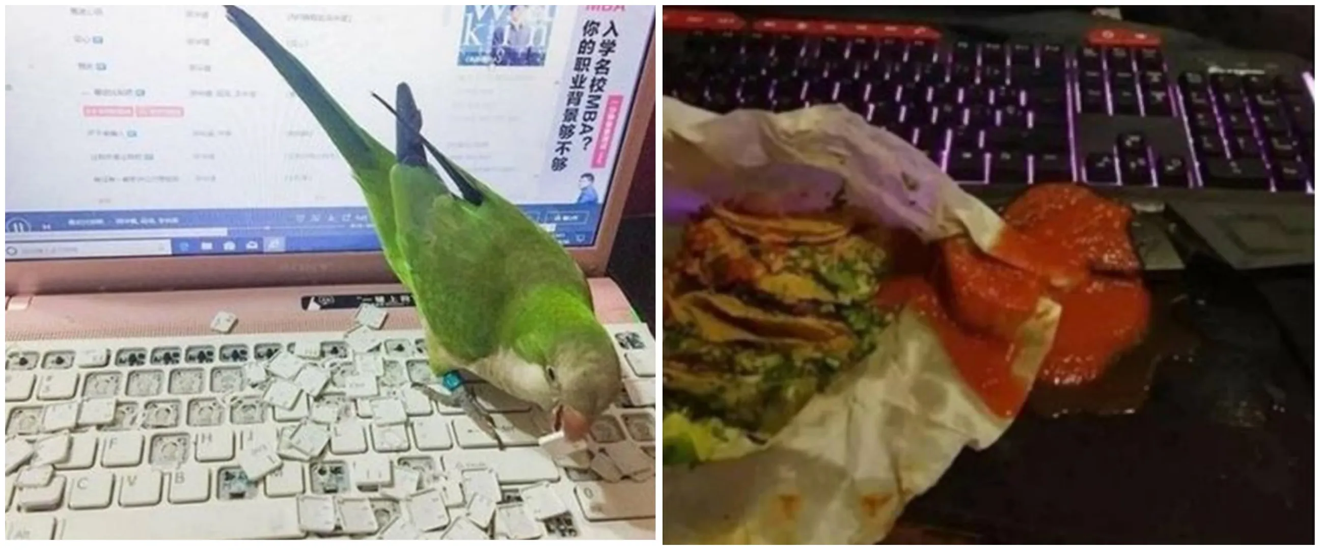 11 Momen apes keteledoran pemilik laptop ini bikin tepuk jidat, kok bisa sampai begini sih?