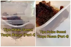 Tak perlu kapur ajaib maupun tepung maizena, ini trik ampuh mengusir semut cuma pakai 1 bumbu dapur