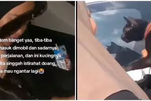 Drama kucing tak sengaja ikut orang mudik, aksi pasangan antar balik ke pemiliknya ini bikin salut