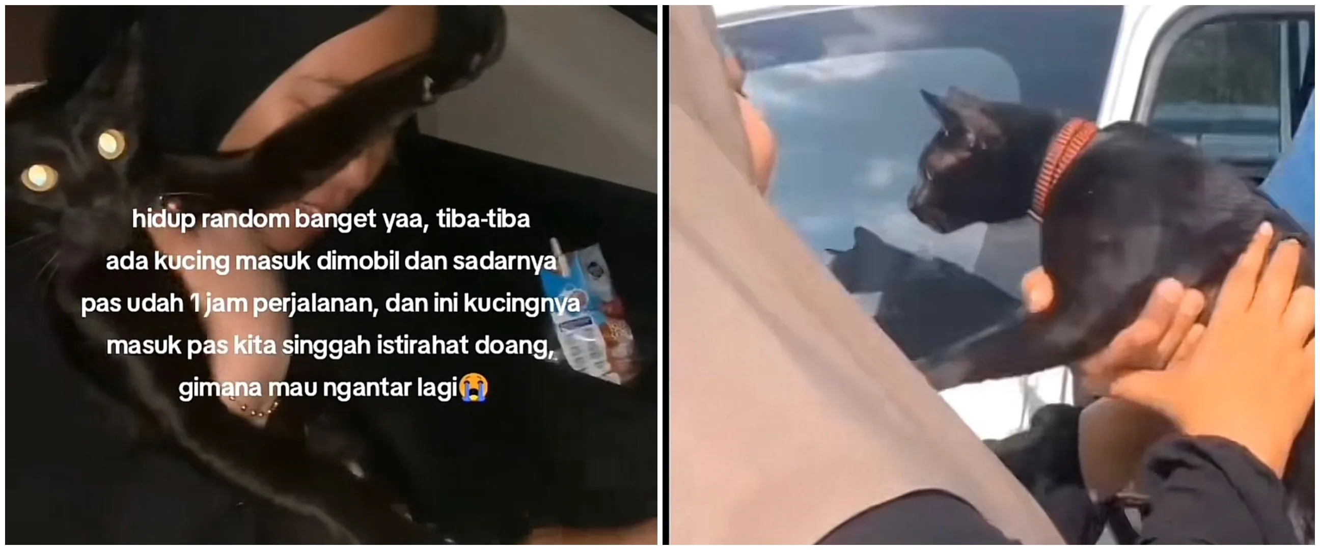 Drama kucing tak sengaja ikut orang mudik, aksi pasangan antar balik ke pemiliknya ini bikin salut
