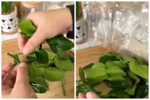 Tanpa direndam air, ini trik menyimpan daun jeruk purut agar awet berbulan-bulan