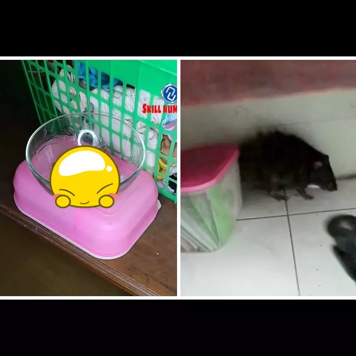 Tak perlu buat perangkap, begini cara sederhana mengusir tikus bermodal 3 bahan dapur