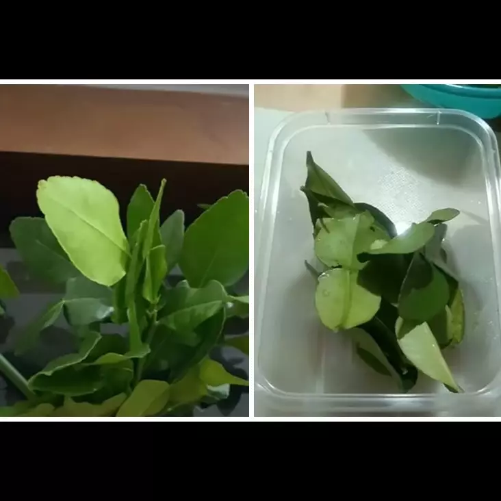Bukan dikemas plastik, ini cara menyimpan daun jeruk purut agar segar hingga 1 minggu tanpa kulkas
