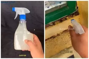Bukan pakai semprotan pembasmi serangga, trik bapak-bapak usir semut ini cukup tambah 1 bumbu dapur