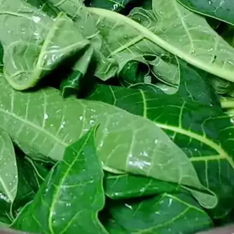 Tak perlu asam Jawa, ini trik merebus daun pepaya agar tak pahit cuma pakai 2 bahan dapur
