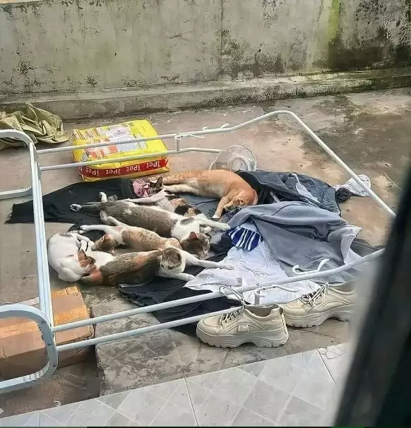 Potret kocak tingkah nyebelin hewan peliharaan Berbagai sumber