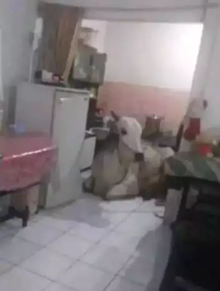 Potret kocak tingkah nyebelin hewan peliharaan Berbagai sumber