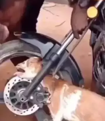 Potret kocak tingkah nyebelin hewan peliharaan Berbagai sumber