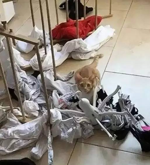 Potret kocak tingkah nyebelin hewan peliharaan Berbagai sumber