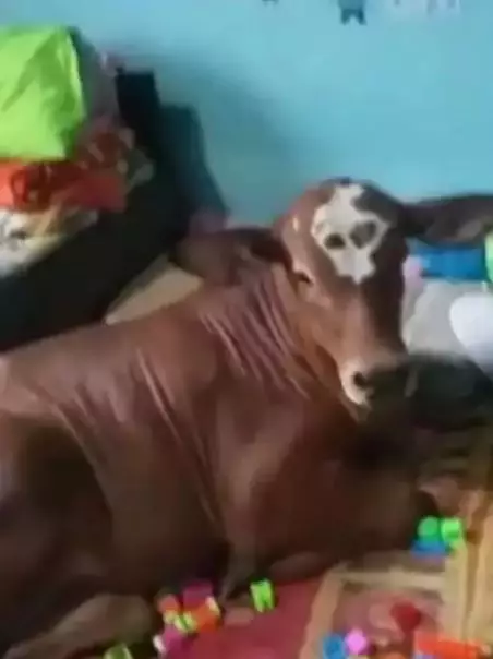 Potret kocak tingkah nyebelin hewan peliharaan Berbagai sumber