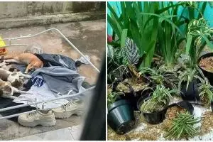 11 Potret kocak tingkah nyebelin hewan peliharaan ini bikin darah naik, pengen marah tapi percuma