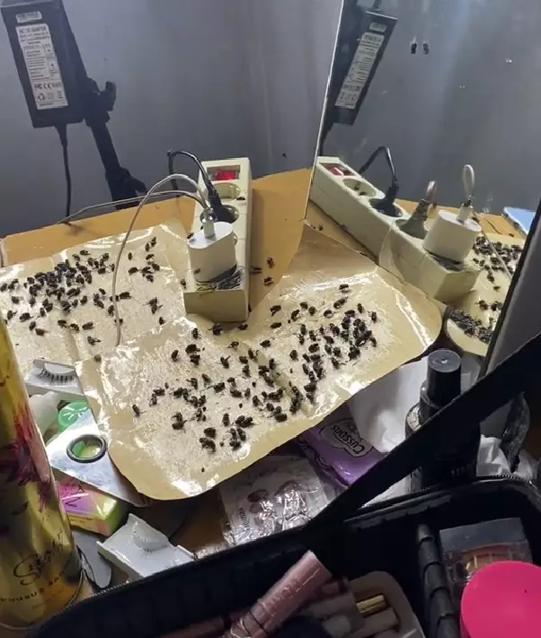 Pengantin ini terpaksa makeup di tengah kerumunan lalat TikTok/@mutiararachma_makeup Pengantin ini terpaksa makeup di tengah kerumunan lalat TikTok/@mutiararachma_makeup