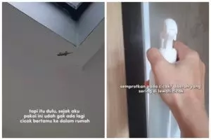 Tak perlu bikin perangkap, cara emak-emak basmi cicak ini ampuh andalkan 2 bahan dapur