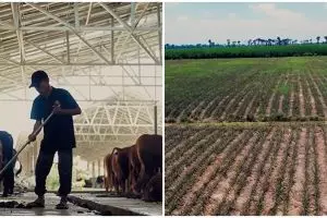 Cuma lulusan SMP, kisah pria sukses beternak 500 sapi & bertani nanas ini kegigihannya patut dicontoh