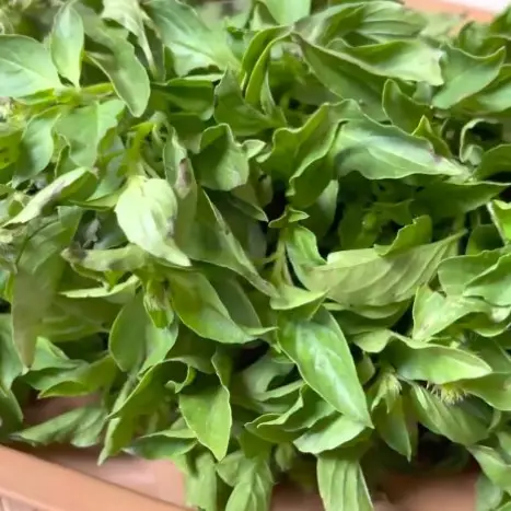 Tanpa direndam air, ini trik menyimpan kemangi agar tetap segar dan tak menguning selama 5 hari