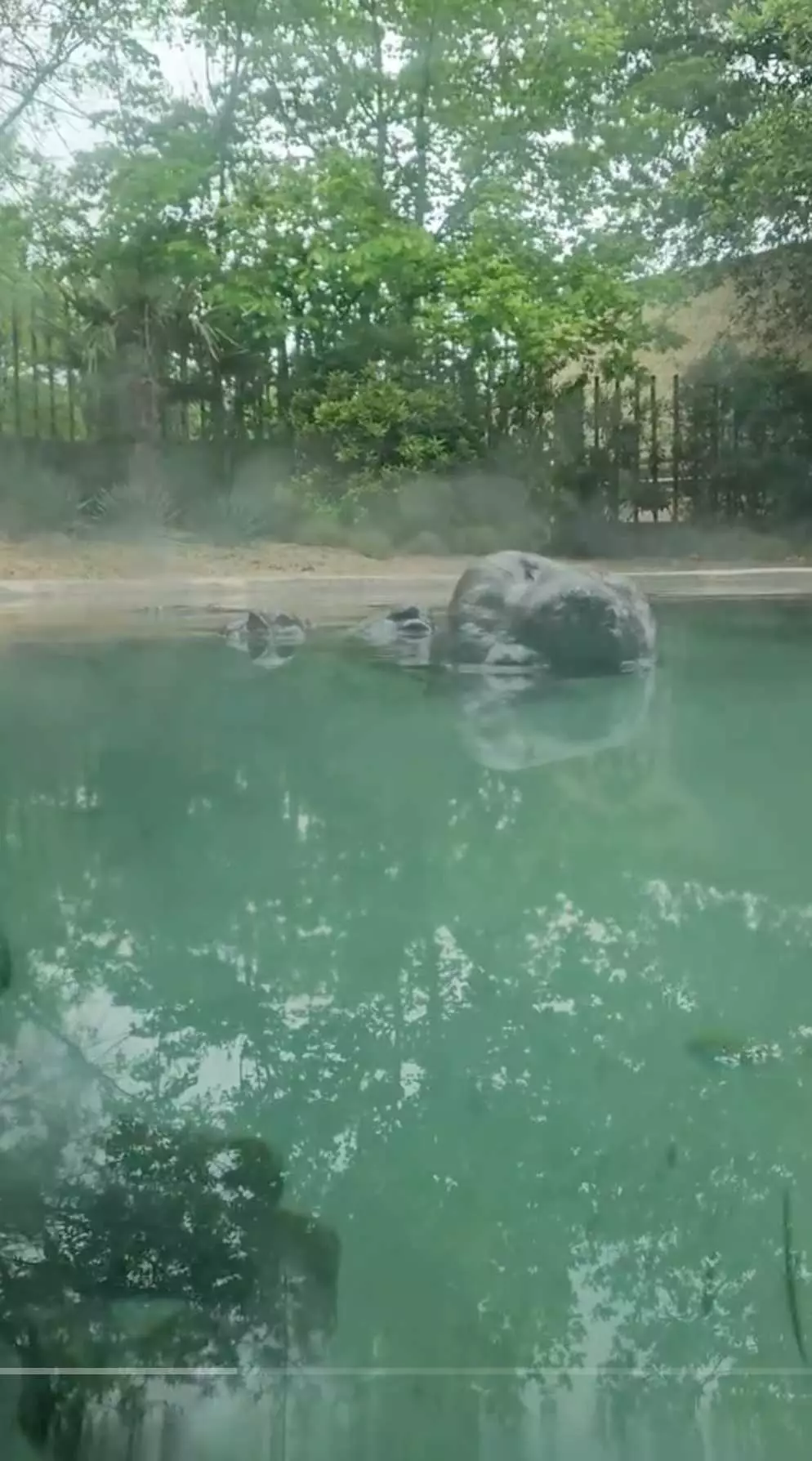 Terlihat seperti batu © 2024 TikTok Terlihat seperti batu © 2024 TikTok