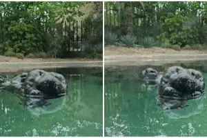 Terlihat seperti batu tapi ternyata hewan menyeramkan, penampakan benda hitam di kolam ini bikin ngeri