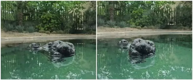 Terlihat seperti batu tapi ternyata hewan menyeramkan, penampakan benda hitam di kolam ini bikin ngeri