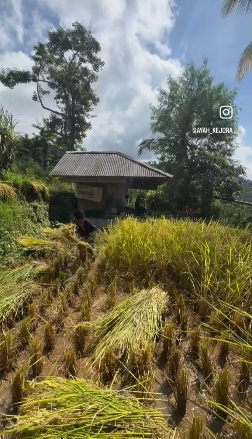 potret kesederhanaan ayah lesty urus sawah © berbagai sumber potret kesederhanaan ayah lesty urus sawah © berbagai sumber