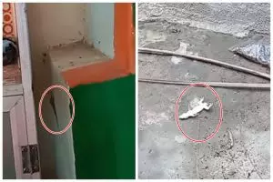 Tanpa buat jebakan, ini cara ampuh menangkap cicak cuma pakai 1 bumbu dapur