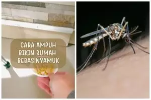 Tanpa jeruk nipis, ibu muda ini punya trik mengusir nyamuk cuma tambah 1 bahan dapur