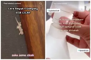 Tanpa repot bikin perangkap, ini cara ampuh mengusir cicak cukup andalkan 2 bahan dapur