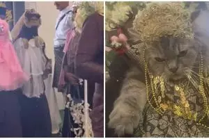 Reaksi pasrah kucing dijadikan bridesmaid di pernikahan ini bikin ngakak, dandanannya totalitas abis